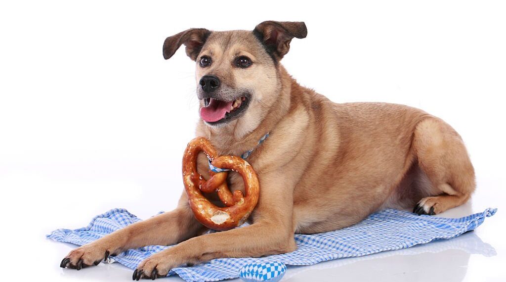 Are pretzels bad outlet for dogs