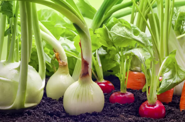 how to start a vegetable garden in small spaces